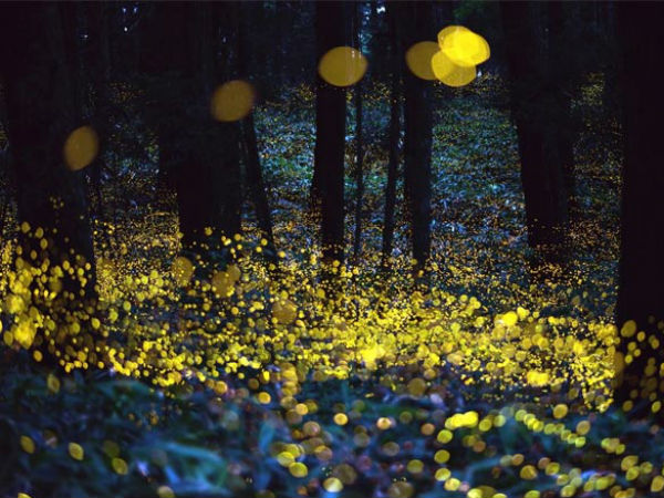 Best Time To Watch Fireflies