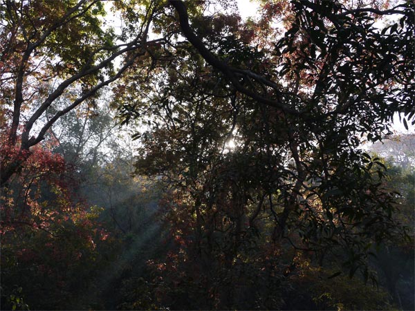 Dang Forest