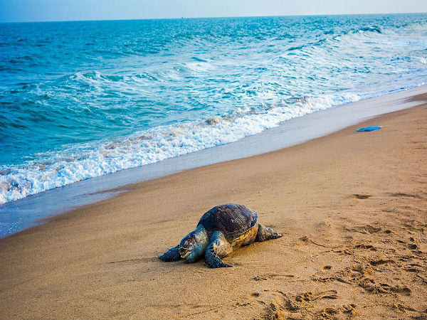 4. Visit Rushikulya for Olive Ridley Turtles