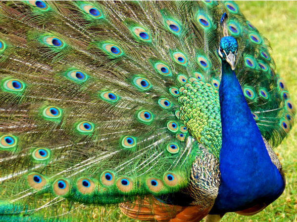 Bankapura Peacock Sanctuary, Karnataka
