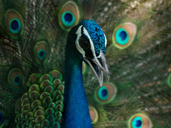 Viralimalai Peacock Sanctuary, Tamil Nadu