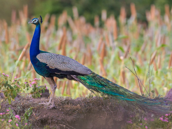 Morachi Chincholi, Maharashtra
