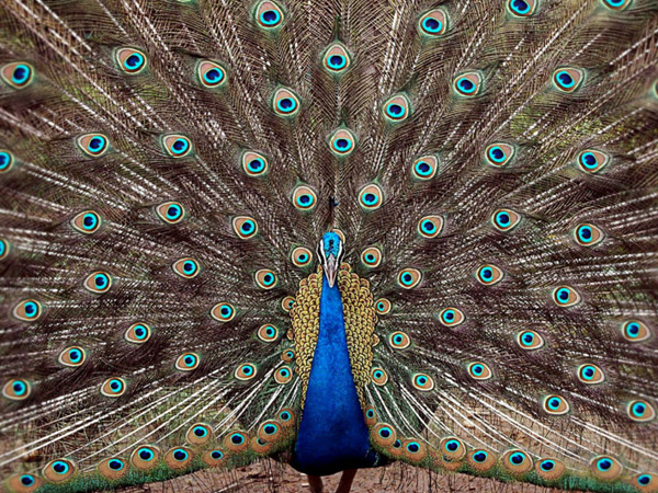 Choolanur Peacock Sanctuary, Kerala