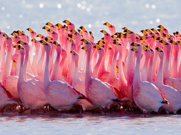 2. Rann of Kutch Wildlife Sanctuary