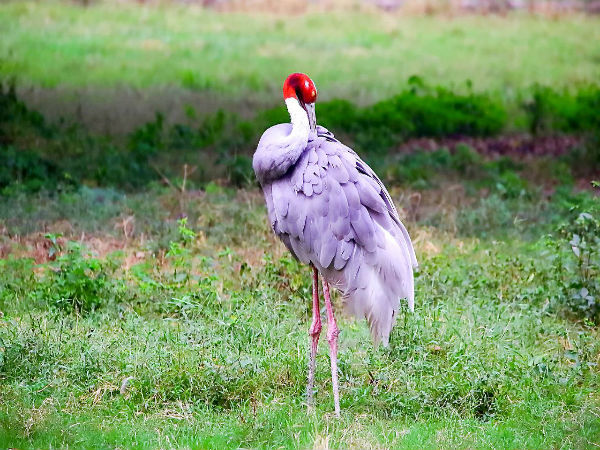 5. Thol Bird Sanctuary