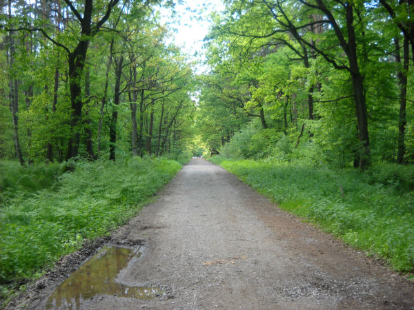 6. Polo Forest