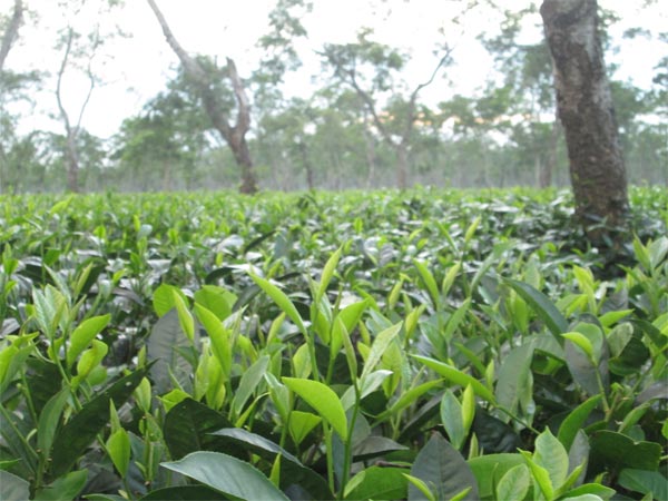 Celebrate Tea Festival At Jorhat