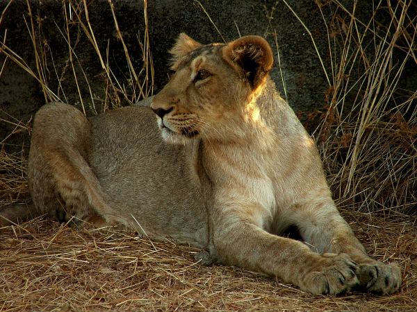 Gir National Park, Gujarat