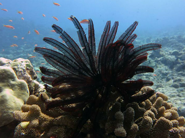 Coral Reefs, Lakshadweep
