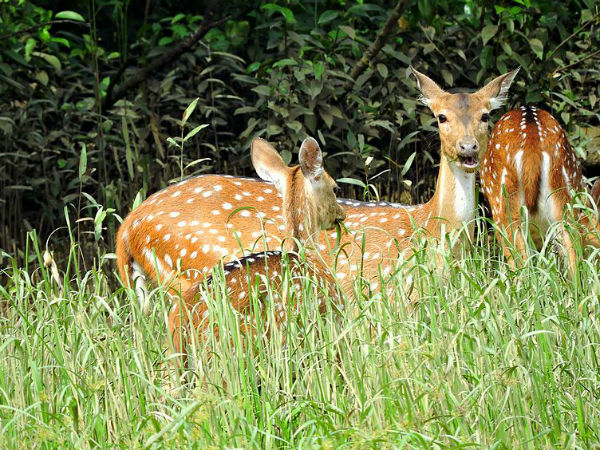 Bhitarkanika Mangroves, Odisha