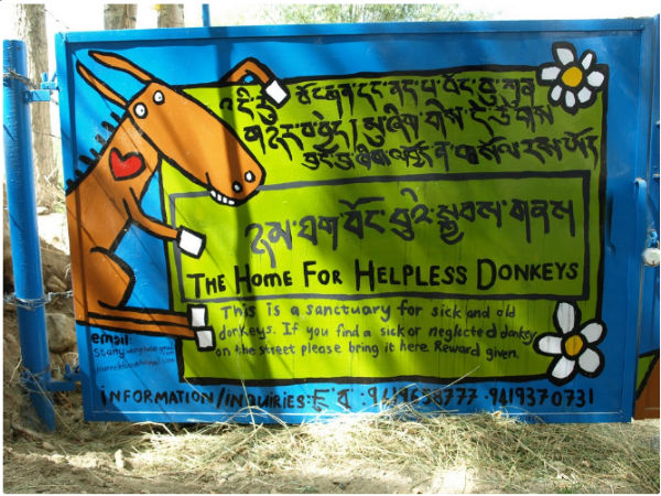 1. Visit The Donkey Sanctuary in Leh