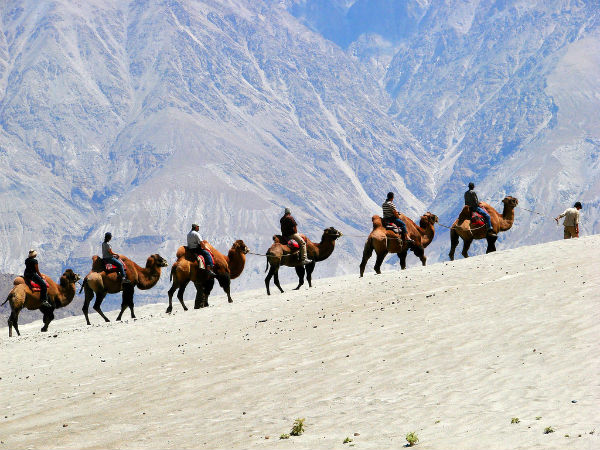 2. Camel Safari In Nubra Valley