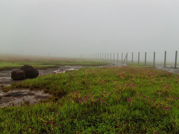 Kaas Plateau – Valley Of Flowers