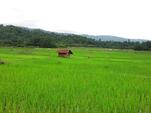Ziro Valley