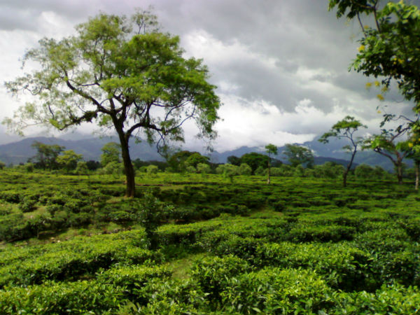 Dooars – West Bengal
