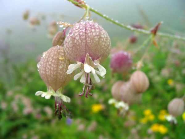 Valley Of Flowers