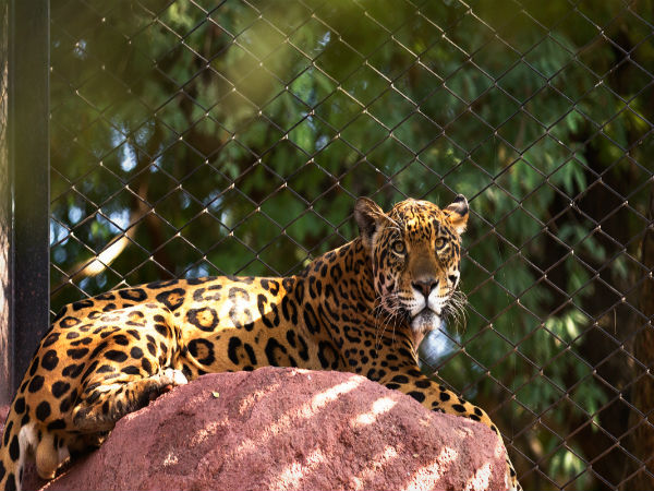 7. Jungle Safari At Nehru Zoological Park