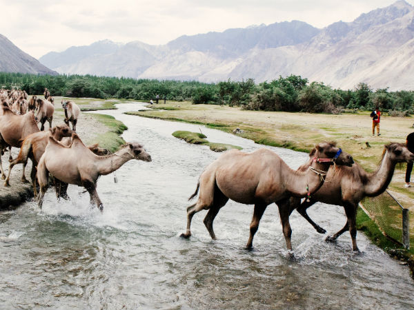 7. Nubra Valley