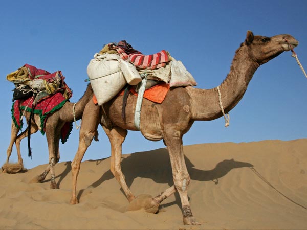 2. On A Camel Ride Through The Thar Desert