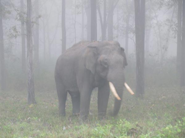 Brahmagiri