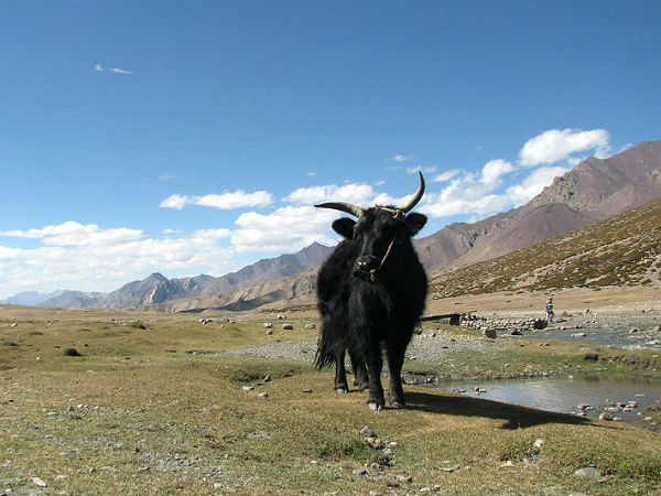 markha valley trek route markha valley trek route