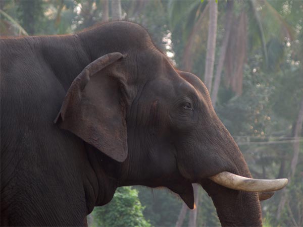 Amirthi Zoological Park, Vellore