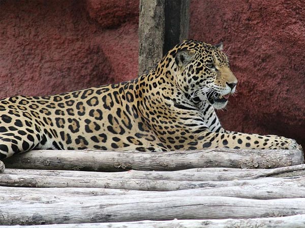 Nehru Zoological Park, Hyderabad