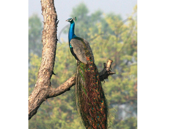 dudhwa national park dudhwa national park