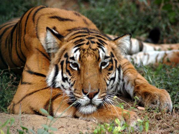 dudhwa national park dudhwa national park