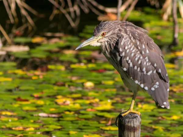 How To Get To Mandagadde Bird Sanctuary?
