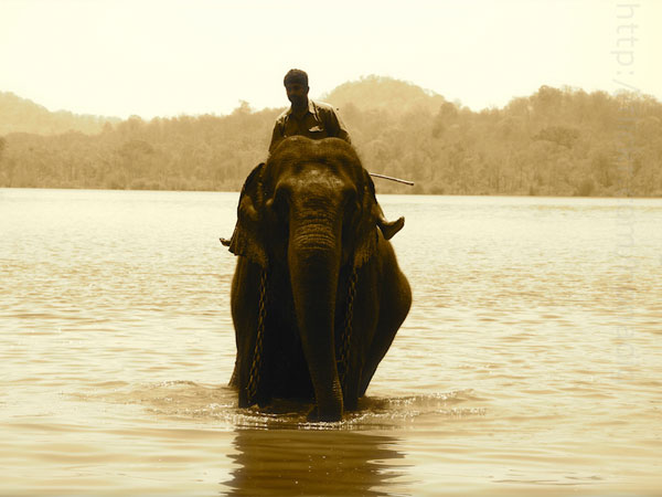 Sakrebailu Elephant Camp