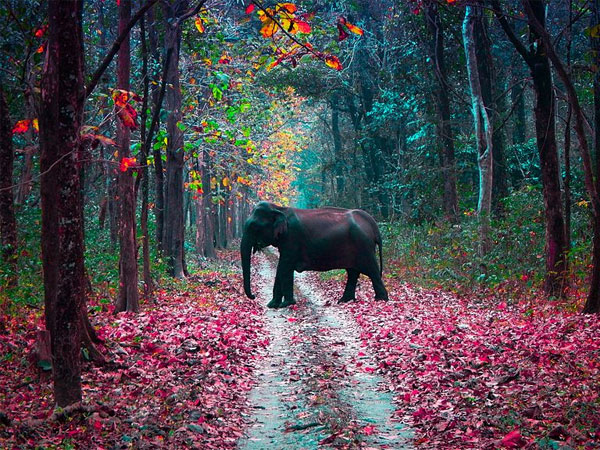 Manas National Park