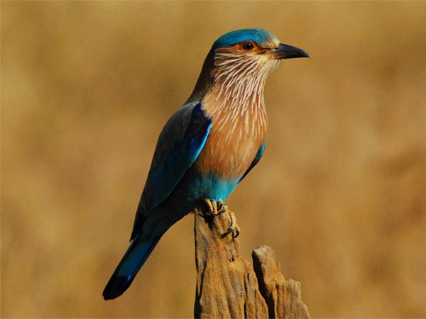 Wildlife