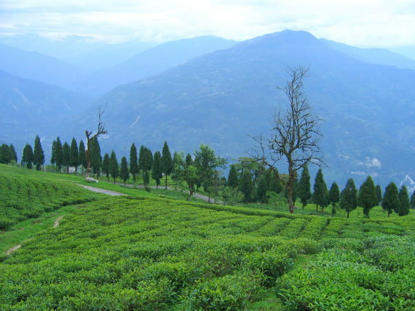 2. Temi Tea Garden