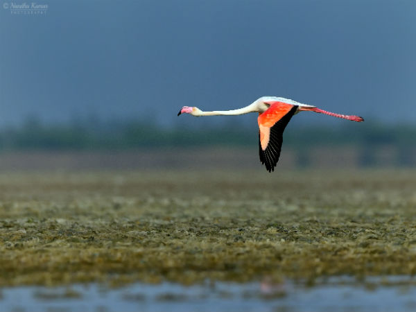 4. Pulicat