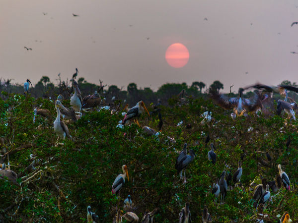 6. Vedanthangal Bird Sanctuary