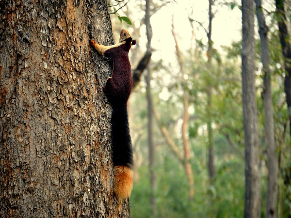 1. Koyna Wildlife Sanctuary