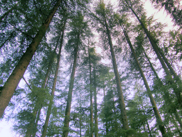 2. Manali