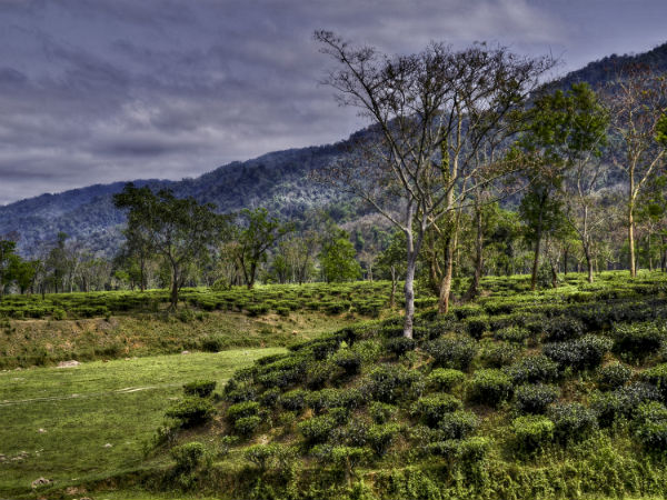 7. Haflong