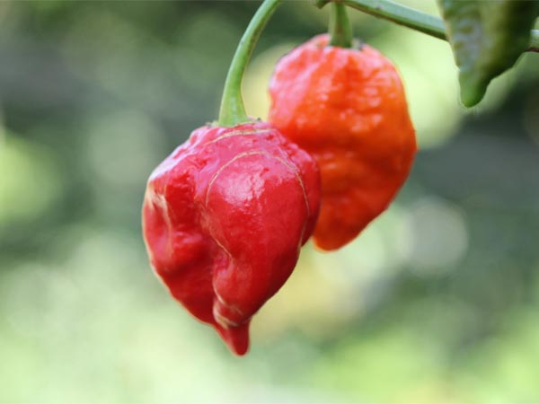 Try Bhut Jolokia, The Hottest Chilli Ever!