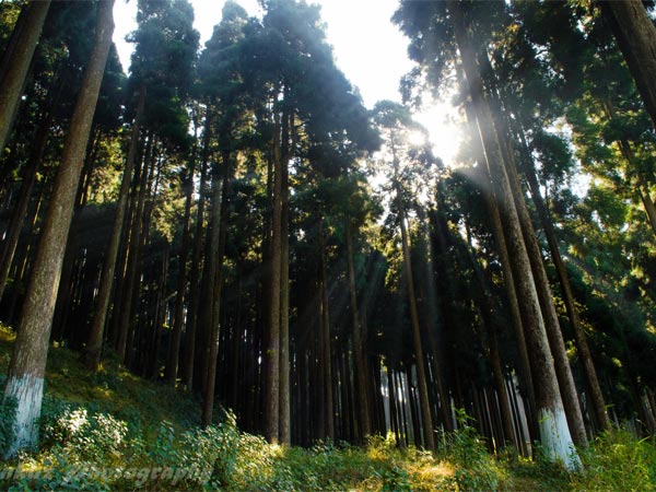 Darjeeling – Gangtok