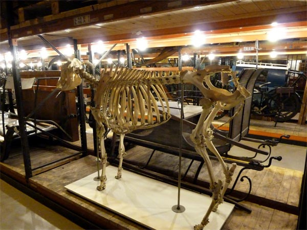 Visit The Natural History Museum
