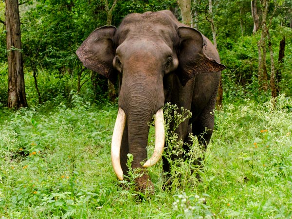 Explore The Neyyar Wildlife Sanctuary