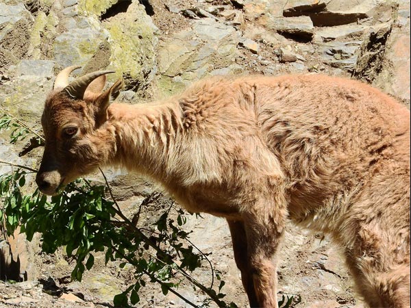 Best Time To Visit The Askot Wildlife Sanctuary
