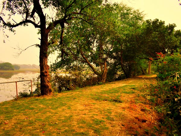 Nawabganj Bird Sanctuary