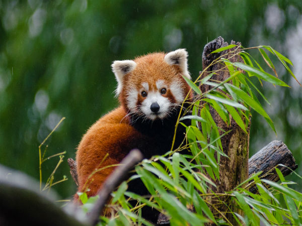 1. Spot The Red Panda