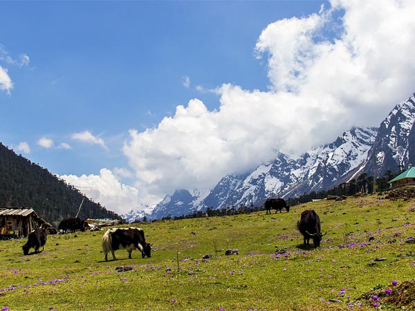 Yumthang