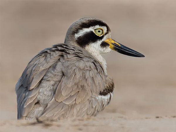 National Chambal Sanctuary