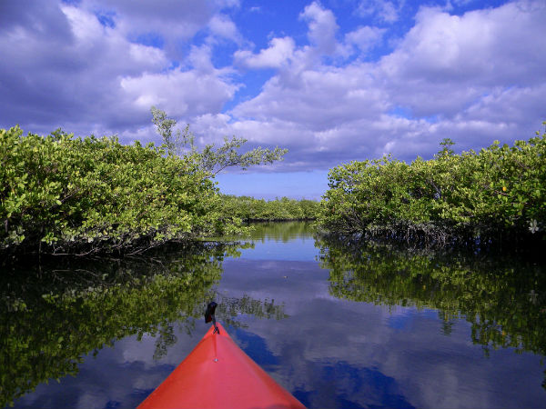 1. Mangrove Kayaking
