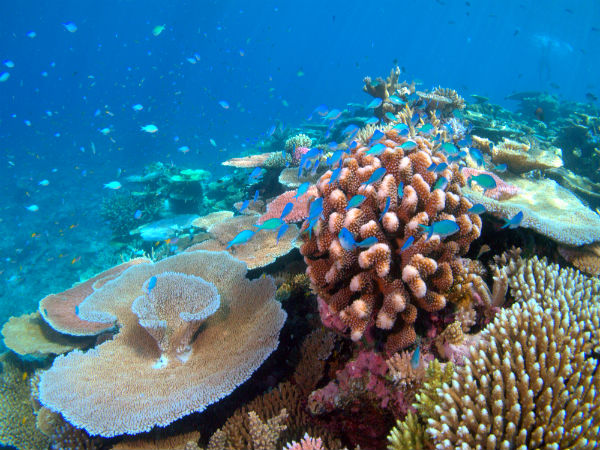 2. Sea Walking